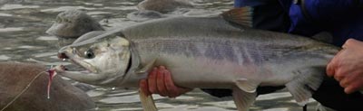 Chum salmon caught on the fly at the Squamish River.