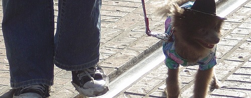 A dog, who hates his life, in a top hat.