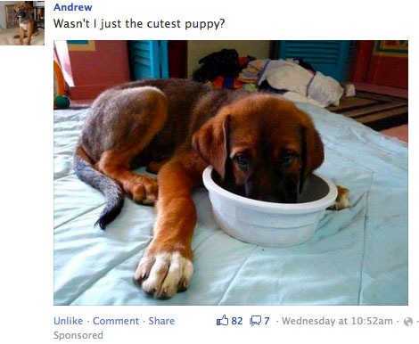 How to Write the Perfect Facebook Post 1 facebook dog promoted post
